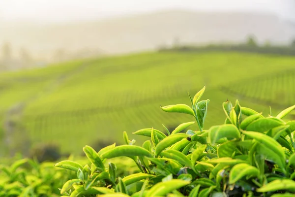 Vista de cerca de las hojas de té verde superior en la plantación de té — Foto de Stock
