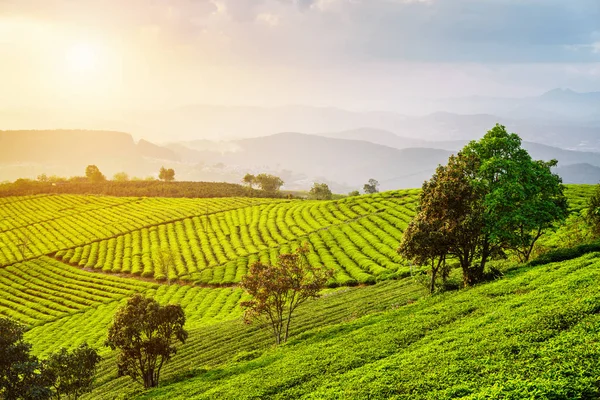 Scenic view of tea plantation. Amazing summer rural landscape — Stock Photo, Image