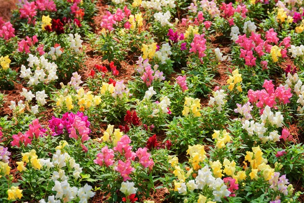Increíbles flores de dragón de colores (antirrrinum) en el jardín —  Fotos de Stock