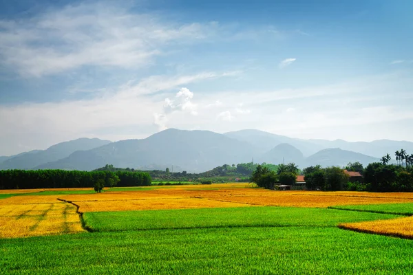 Дивовижні барвисті рисові поля на різних стадіях зрілості — стокове фото