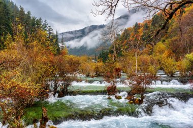 Şaşırtıcı görünümünü Bonsai sürüler, Jiuzhai Vadisi Milli Parkı