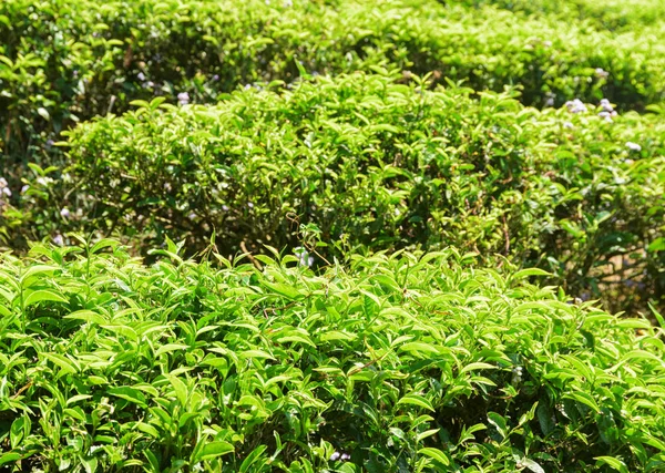 Belos arbustos de chá verde brilhante na plantação de chá — Fotografia de Stock