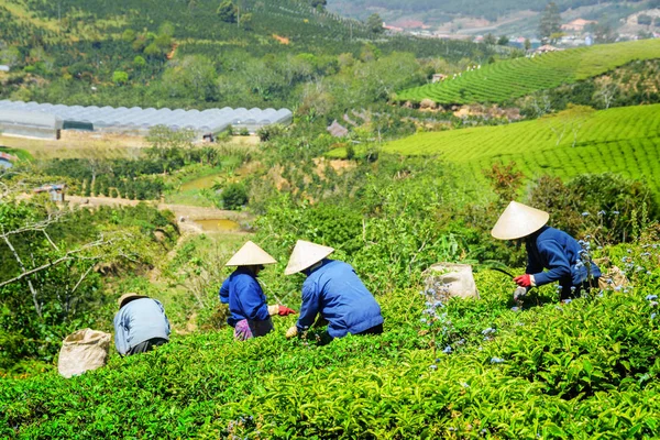 Werknemers in traditionele hoeden bovenste theebladeren plukken — Stockfoto