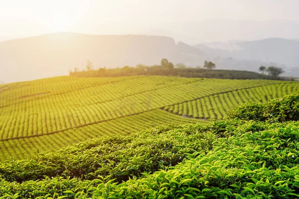 明るい緑の茶は、夕暮れ時の茶畑で葉します。 — ストック写真