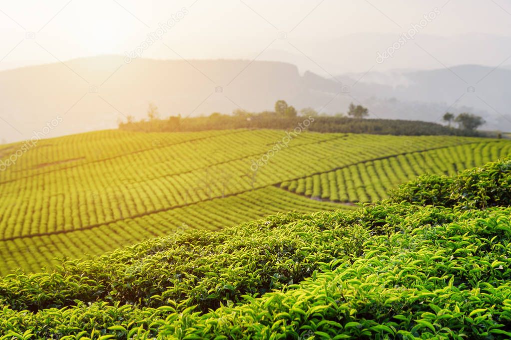 Bright green tea leaves at tea plantation at sunset