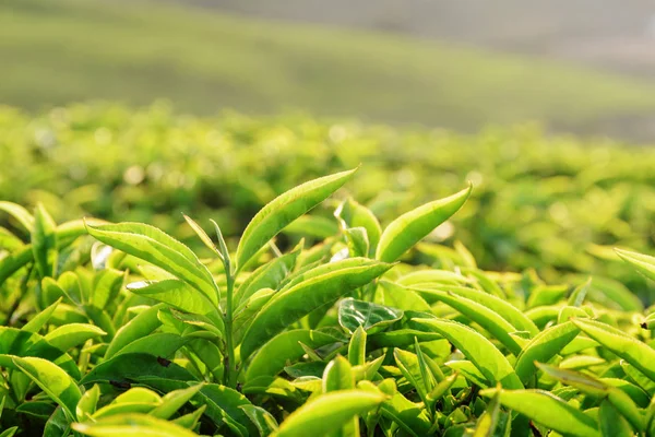 Vista de cerca de hermosas hojas de té verde brillante joven — Foto de Stock