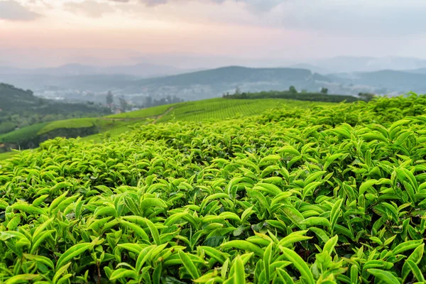 Young green tea leaves at tea plantation at sunset