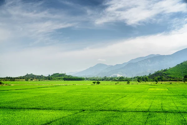 Мальовничі яскраво-зелені рисові поля — стокове фото
