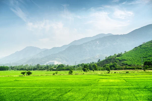 Parlak yeşil pirinç tarlaları. Güzel yaz manzara