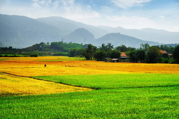 Berwarna-warni sawah pada tingkat yang berbeda dari kedewasaan — Stok Foto