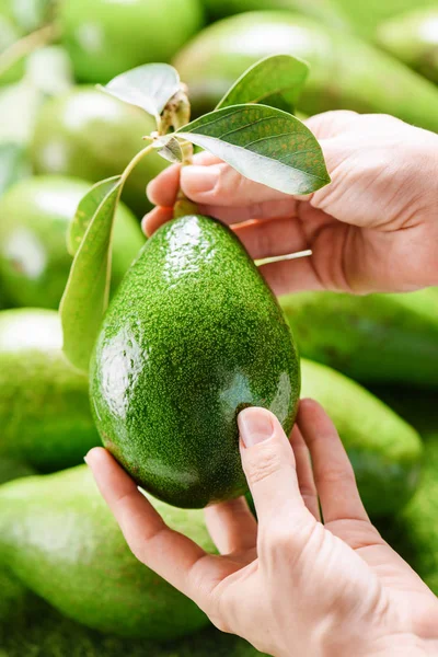 Mani che tengono avocado al mercato. Donna che sceglie frutti maturi — Foto Stock