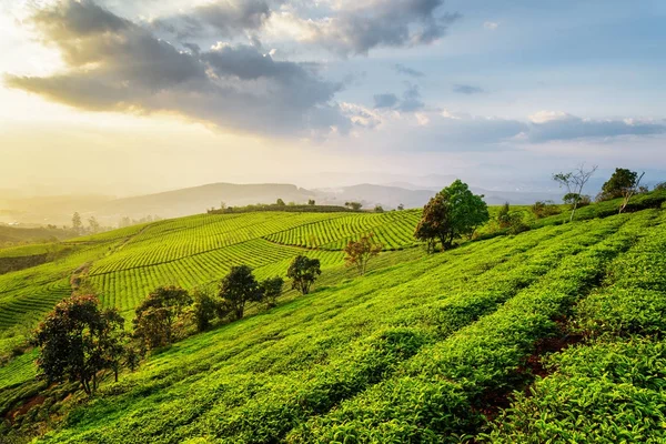 Doğal çay plantasyon günbatımında harika görünümü — Stok fotoğraf
