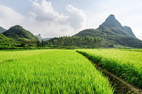 Mooie heldere groene rijstvelden en schilderachtige karst gebergte — Stockfoto