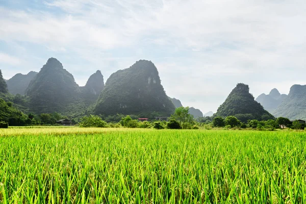 Incredibile vista sul campo di riso verde e sulle montagne carsiche panoramiche — Foto Stock