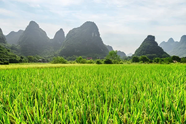 Wunderbare Aussicht auf grüne Reisfelder und malerische Karstberge — Stockfoto