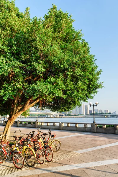 Vista da bela árvore verde e bicicletas estacionadas em aterro — Fotografia de Stock