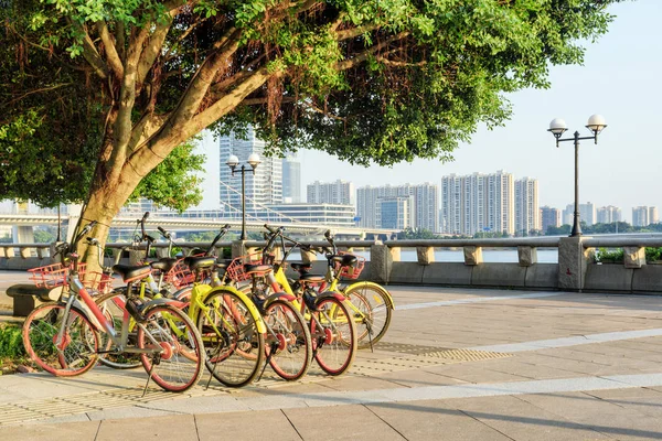 Bicicletas coloridas de aluguel público ao lado de árvore verde no aterro — Fotografia de Stock