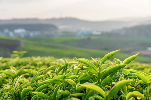 Vue rapprochée de jeunes feuilles de thé vert pittoresques au coucher du soleil — Photo