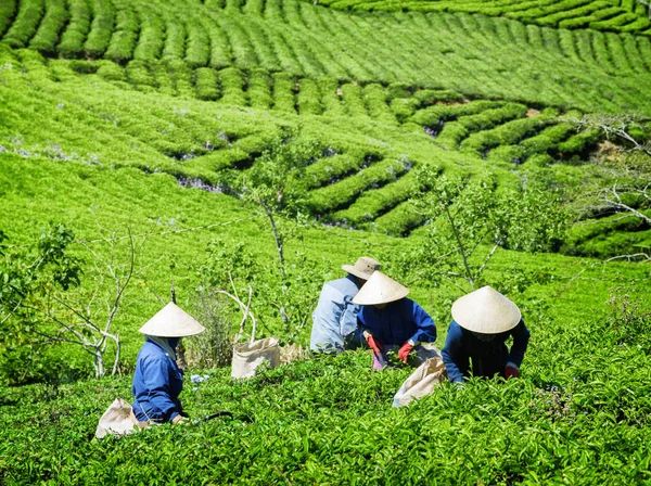 戴着传统帽子收集茶叶的不明身份工人 — 图库照片