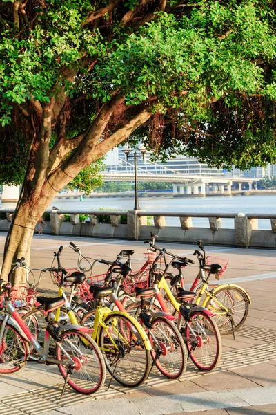 Natursköna färgglada offentliga hyrcyklar bredvid träd på vallen — Stockfoto