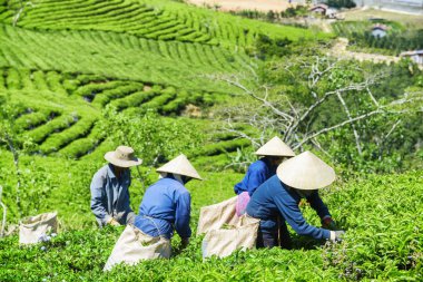 Geleneksel şapka taze çay yaprakları toplamaya çay toplayıcılar