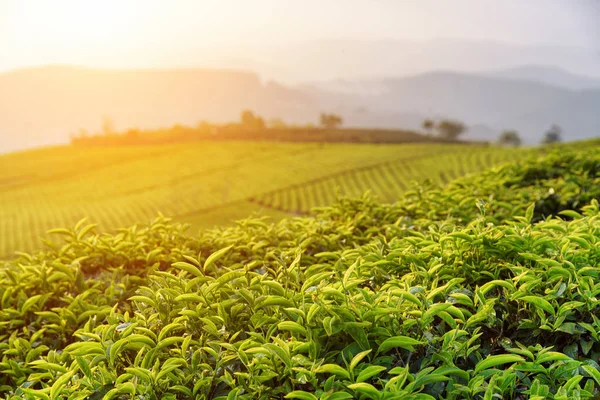 Hermosas hojas de té verde en la plantación de té al atardecer — Foto de Stock
