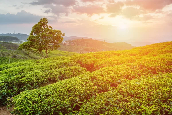 Arbustos de chá verde brilhante e árvore no fundo céu por do sol — Fotografia de Stock