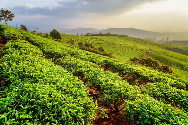 Hermosas filas de jóvenes arbustos de té verde brillante al atardecer — Foto de Stock