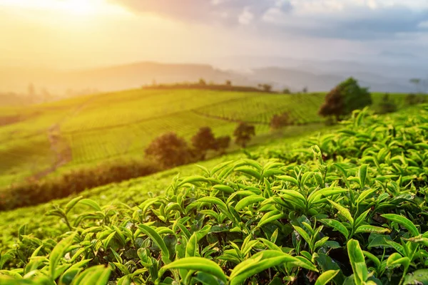 Feuilles de thé supérieures à la plantation de thé dans les rayons du coucher du soleil — Photo