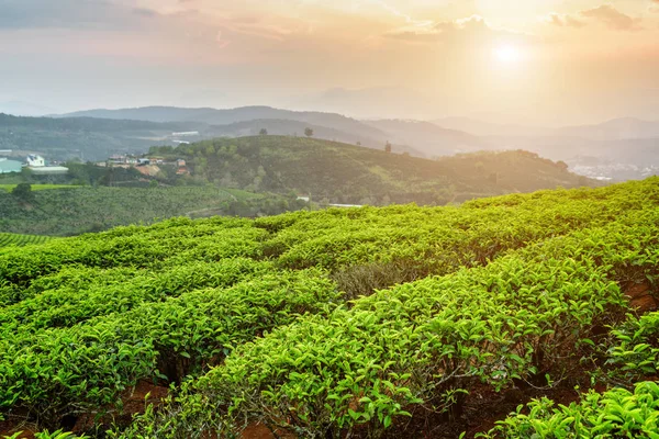 Thee plantage bij zonsondergang. Schilderachtige rijen van thee struiken — Stockfoto