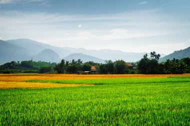 Renkli pirinç tarlaları. Çeşitli aşamalarında pirinç ekimi