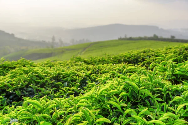 Hojas de té verde brillante superior en la plantación de té por la noche — Foto de Stock