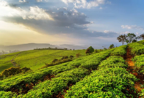 Filas escénicas de jóvenes arbustos de té verde brillante al atardecer — Foto de Stock