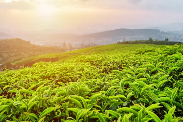 Folhas de chá cênicas na plantação de chá em raios de pôr do sol — Fotografia de Stock