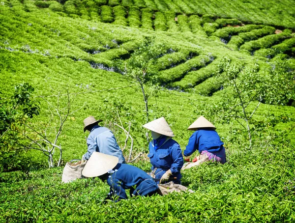 Thee plukkers bovenste groene theebladeren verzamelen op plantage — Stockfoto