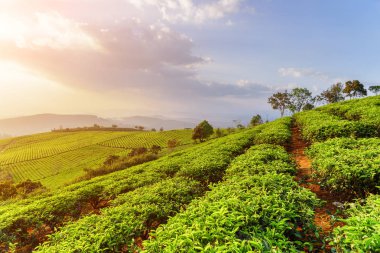 Genç parlak yeşil çay çalılar batımında şaşırtıcı satırları