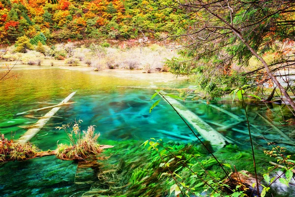 Lago azzurro chiaro con tronchi d'albero sommersi tra boschi autunnali — Foto Stock