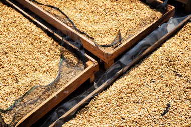 Arap kahve çekirdekleri güneşte kuruyor. Üst görünüm