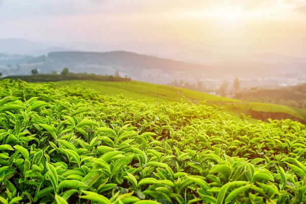 夕暮れ時の茶畑に若い茶葉 — ストック写真