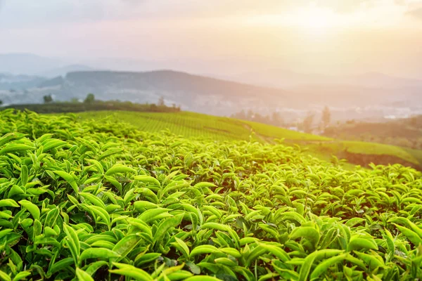 Jonge theebladeren op theeplantage in zonnestralen — Stockfoto