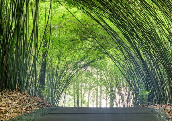 Incroyable sentier ombragé à travers les bois de bambou. Promenade panoramique en pierre — Photo