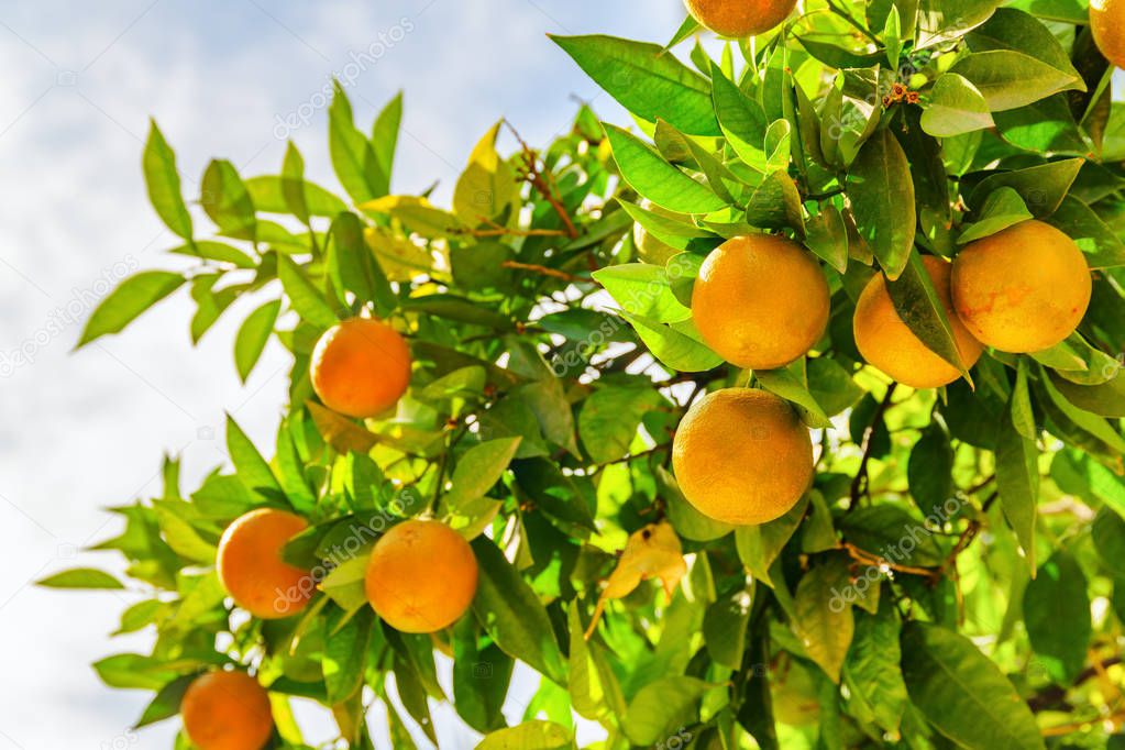 Scenic view of mature oranges hanging on tree before harvesting