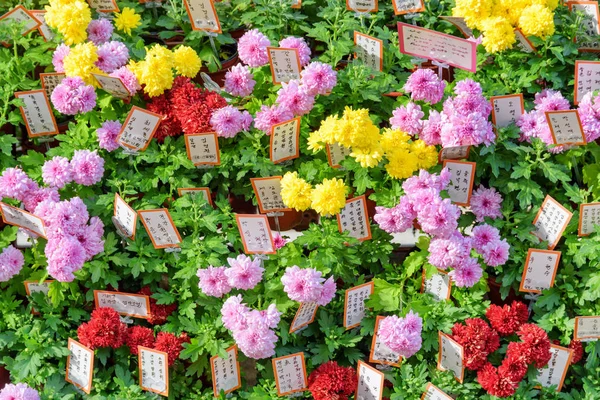 Chrysanthèmes lumineux au temple Jogyesa, Séoul, Corée du Sud — Photo