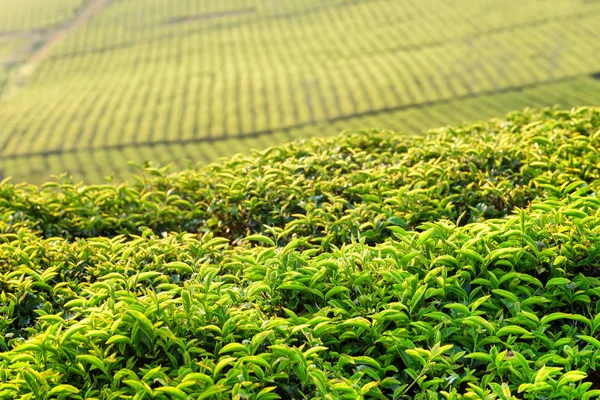 Färska ljusa gröna teblad på teplantage vid solnedgången — Stockfoto