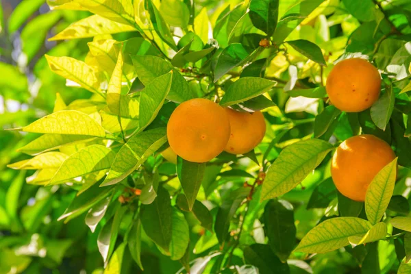 Nahaufnahme von reifen Orangen, die vor der Ernte am Baum hängen — Stockfoto