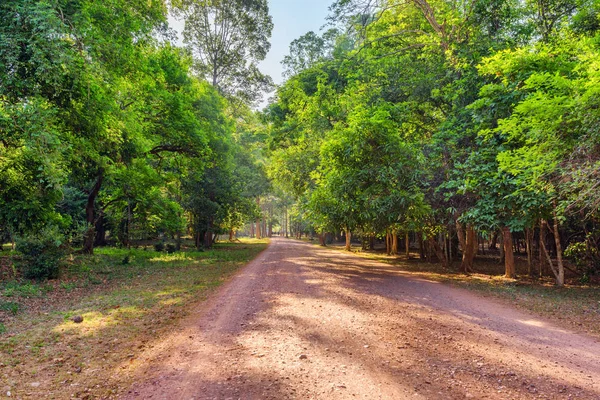 Дивовижний ранковий вид на дорогу через тропічні ліси — стокове фото