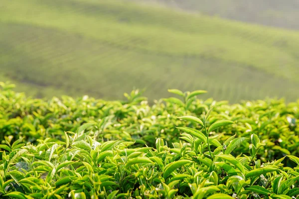 Foglie di tè verde brillante stupefacente a piantagione di tè — Foto Stock