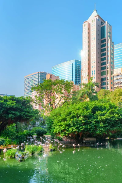 Kuş Gölü 'ndeki flamingolar Hong Kong' daki Kowloon Park 'ta. — Stok fotoğraf