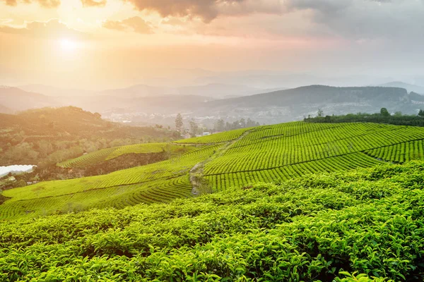 Plantación de té al atardecer. Increíbles filas de arbustos de té — Foto de Stock