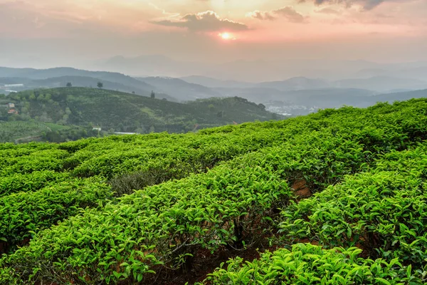 Gün Batımında Çay Çiftliğinin Muhteşem Manzarası Güzel Taze Yeşil Çay — Stok fotoğraf